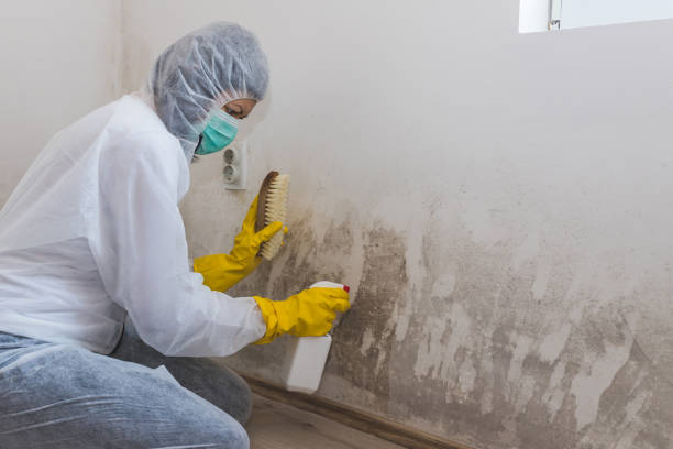 Best Mold Odor Removal Services  in Washoe Valley, NV