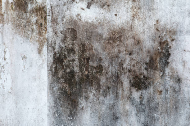Best Industrial Mold Remediation  in Washoe Valley, NV