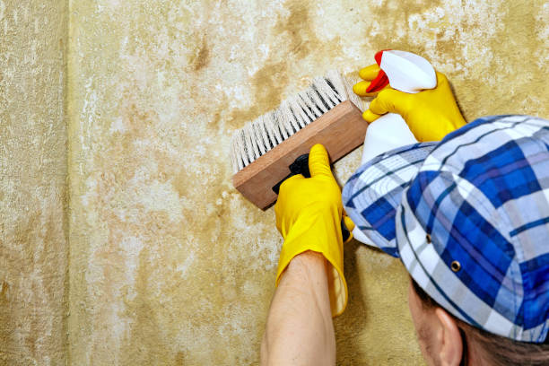 Reliable Washoe Valley, NV Mold Removal Solutions