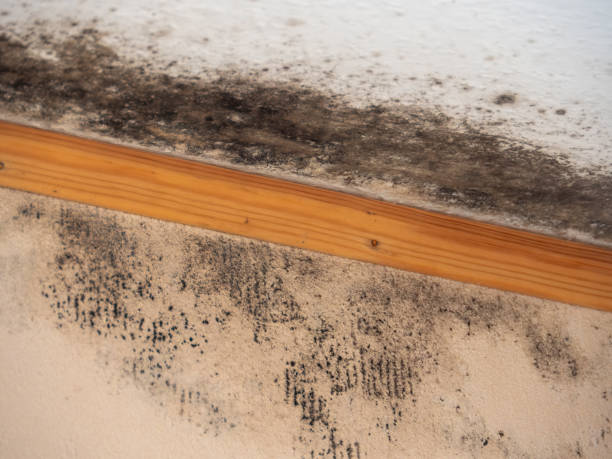 Best Mold Remediation for Healthcare Facilities  in Washoe Valley, NV