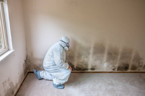 Best HVAC Mold Inspection and Cleaning  in Washoe Valley, NV