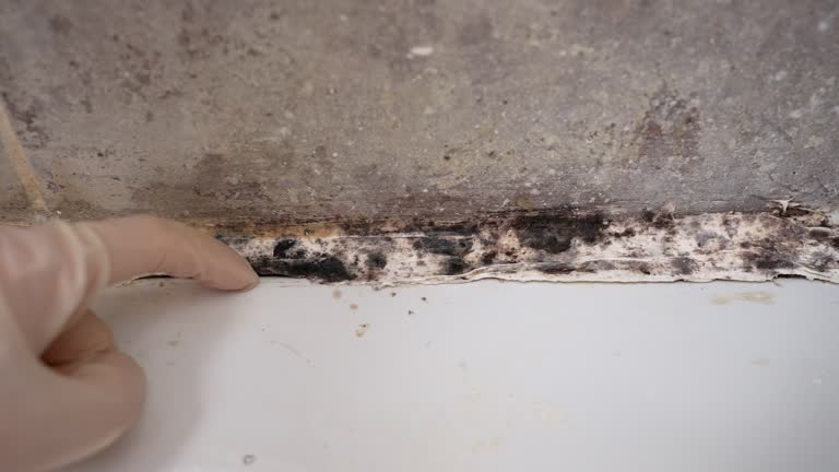 Best Dehumidification Services  in Washoe Valley, NV